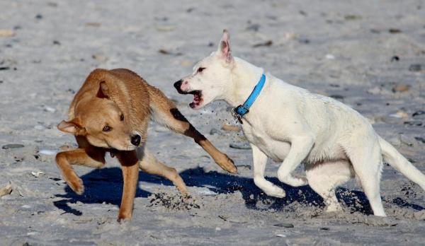 Cane che ringhia - perché e cosa fare - Cane che ringhia ad altri cani