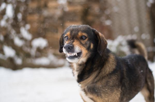 Cane che ringhia - perché e cosa fare