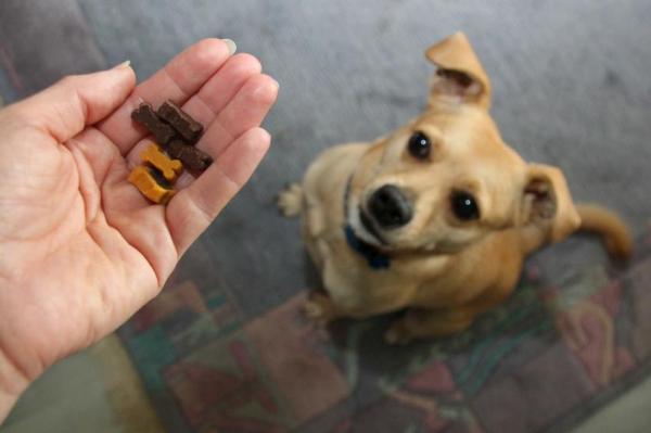 Cane che ringhia - perché e cosa fare - Cane che ringhia quando mangia