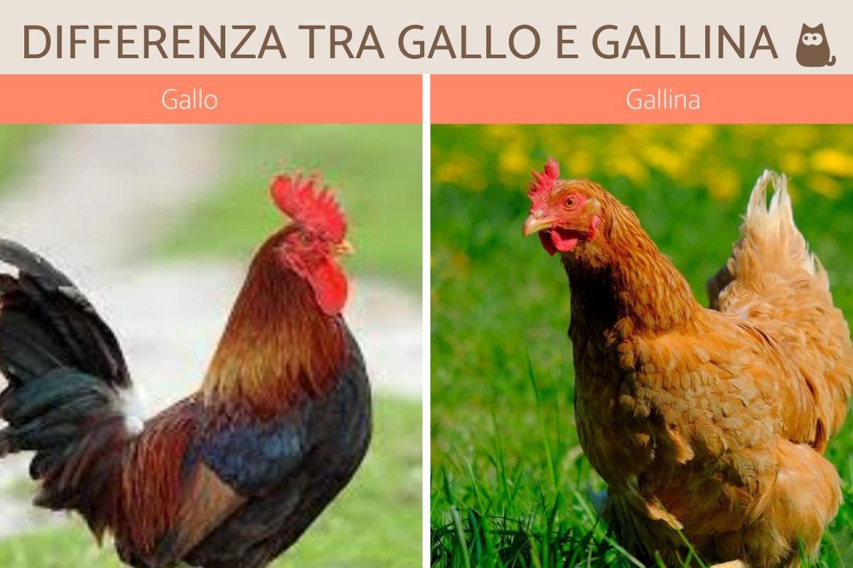 Differenza tra gallo e gallina