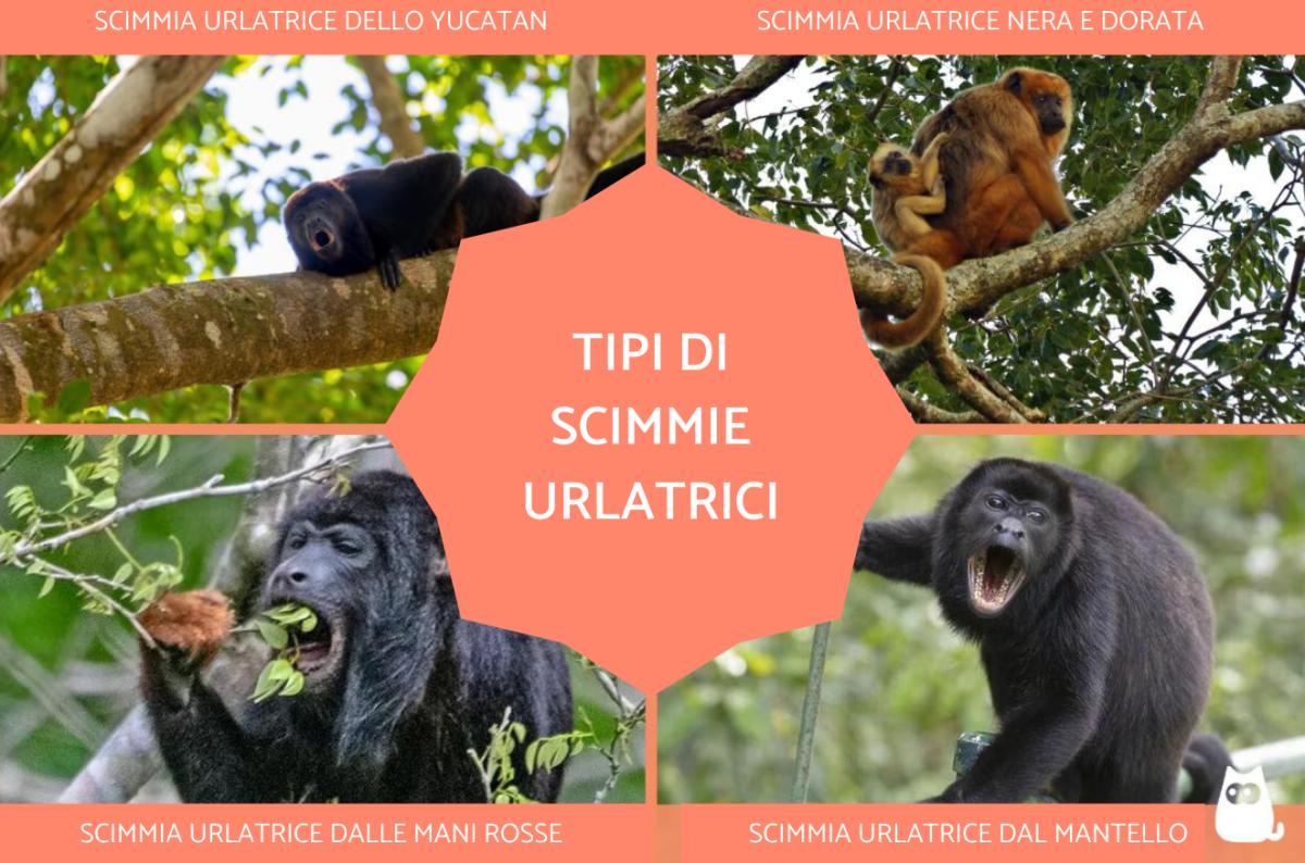 Scimmie urlatrici: tipologie e caratteristiche
