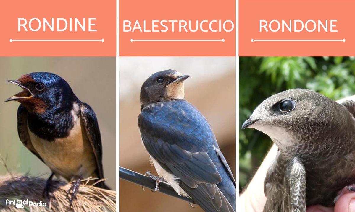 Differenze tra rondine, rondone e balestruccio