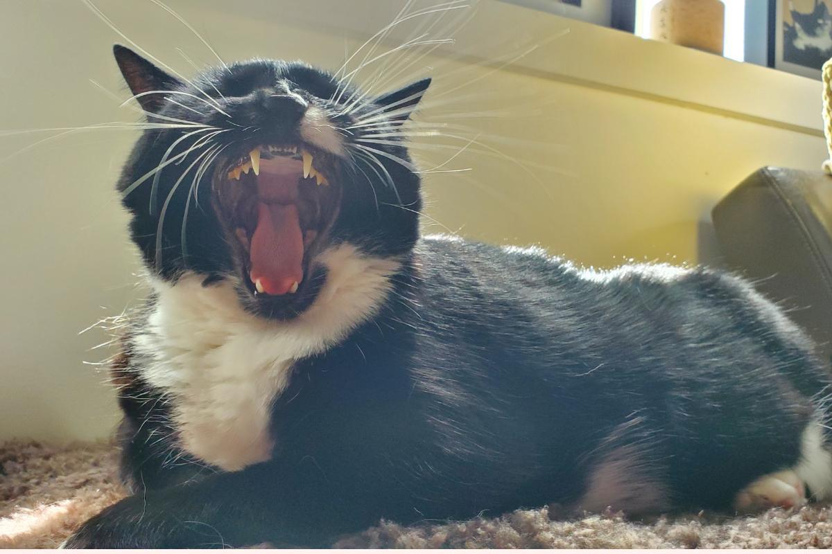 Gatto con respiro addominale: cause e cosa fare