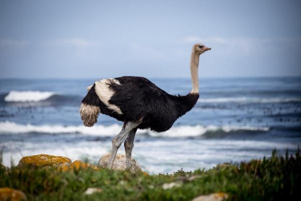 L'uccello più grande del mondo