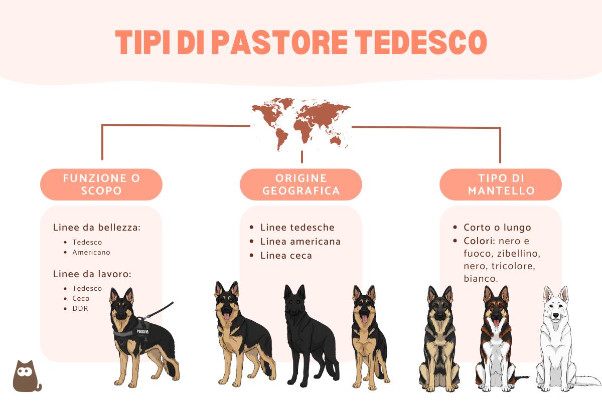 Tipi di pastore tedesco