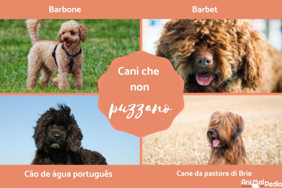 Cani che non puzzano