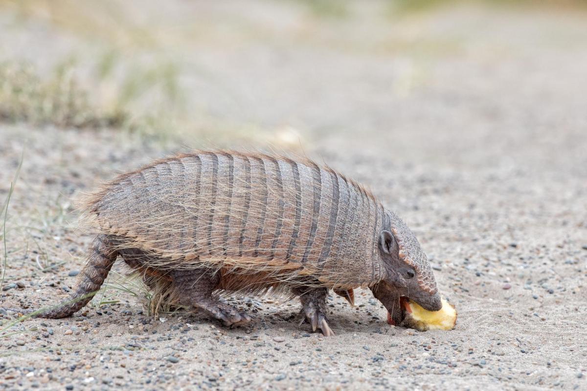 Cosa mangia l'armadillo?