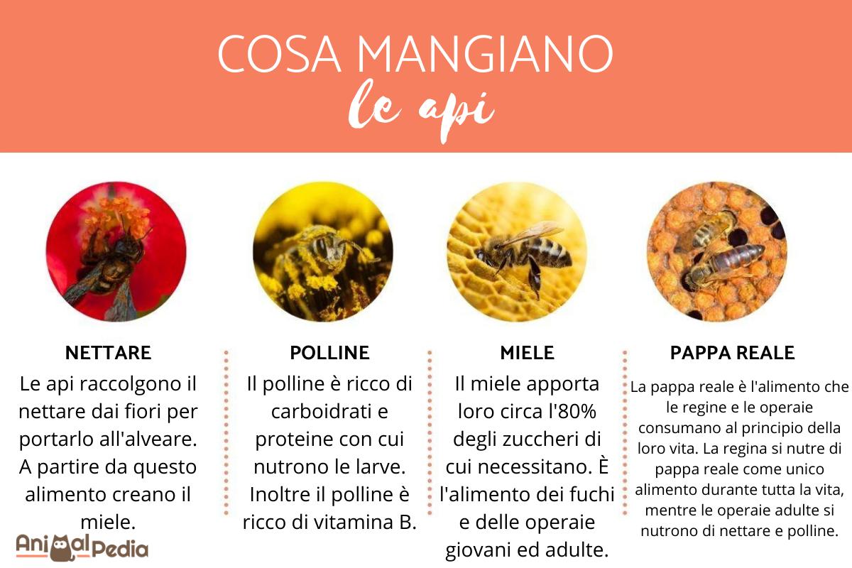 Cosa mangiano le api?