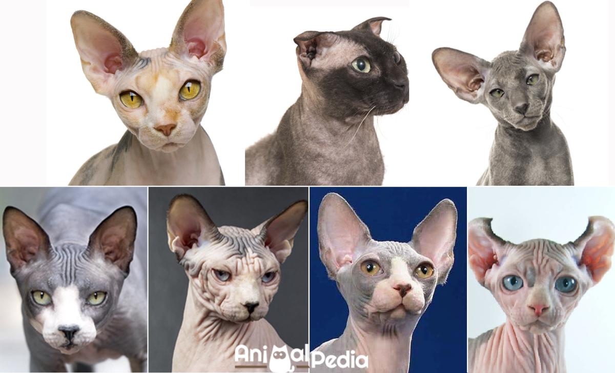 7 razze di gatti senza pelo