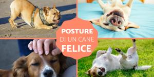 Come capire se il cane è felice?