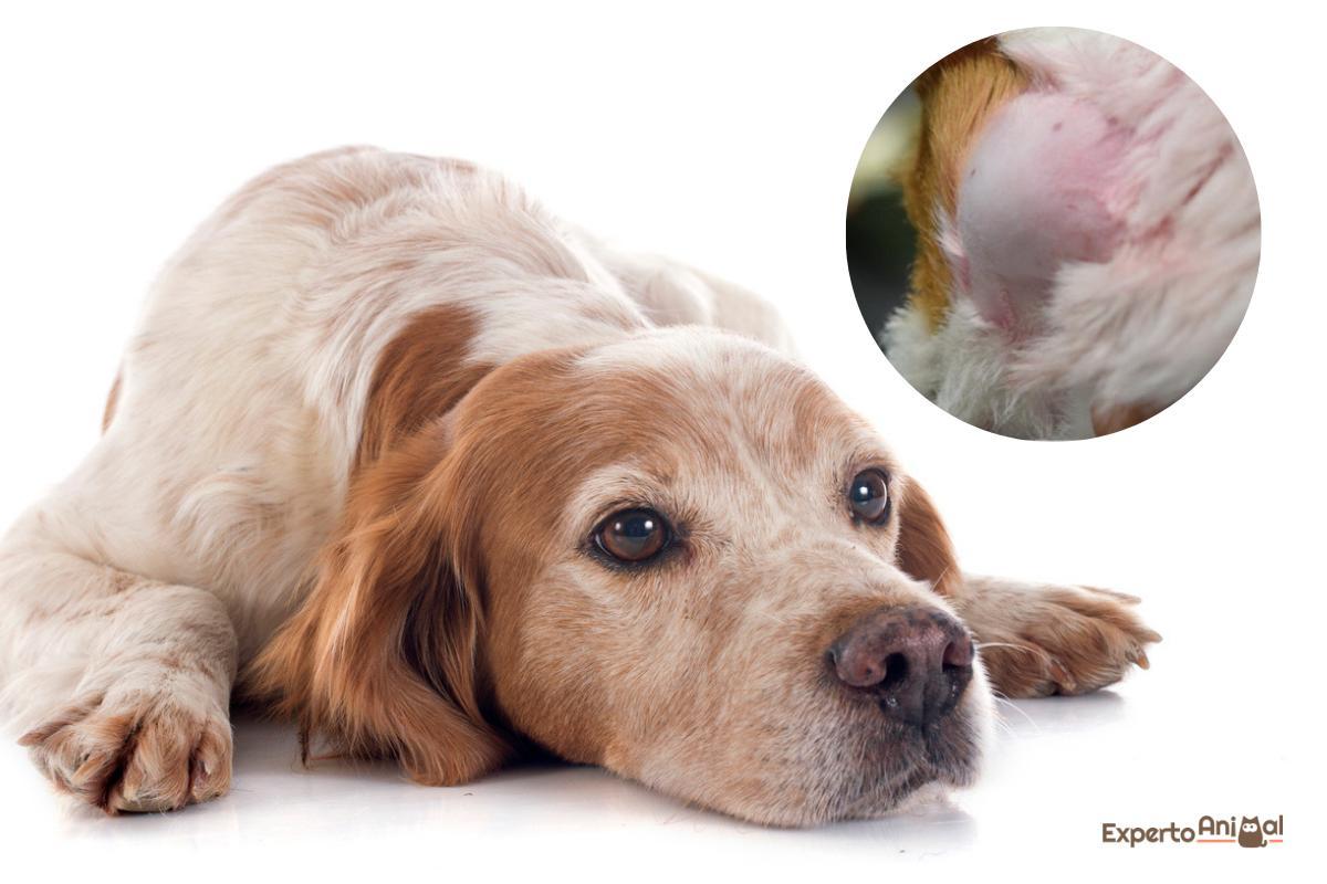 Linfoadenopatia nel cane: cause, sintomi e diagnosi