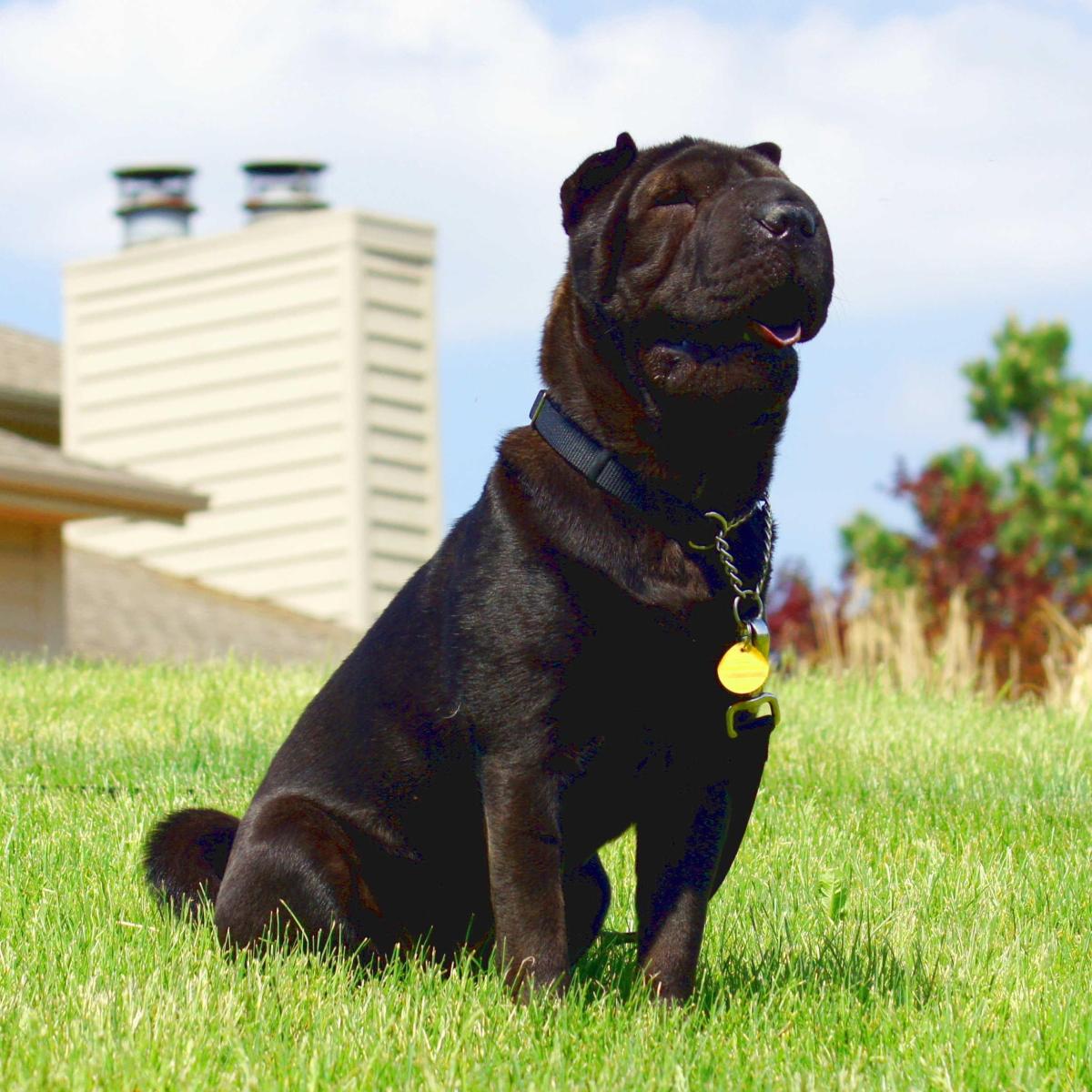 Malattie frequenti dello Shar Pei