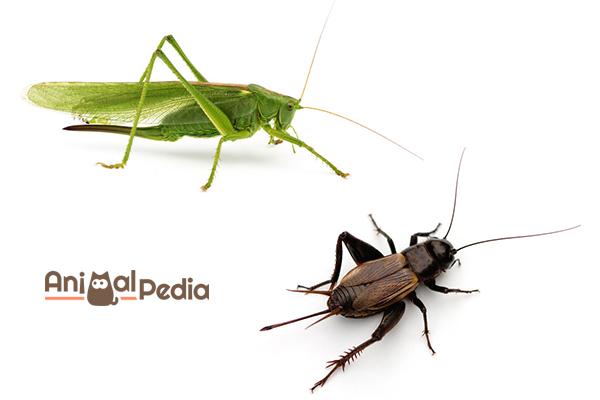 Differenza tra grillo e cavalletta