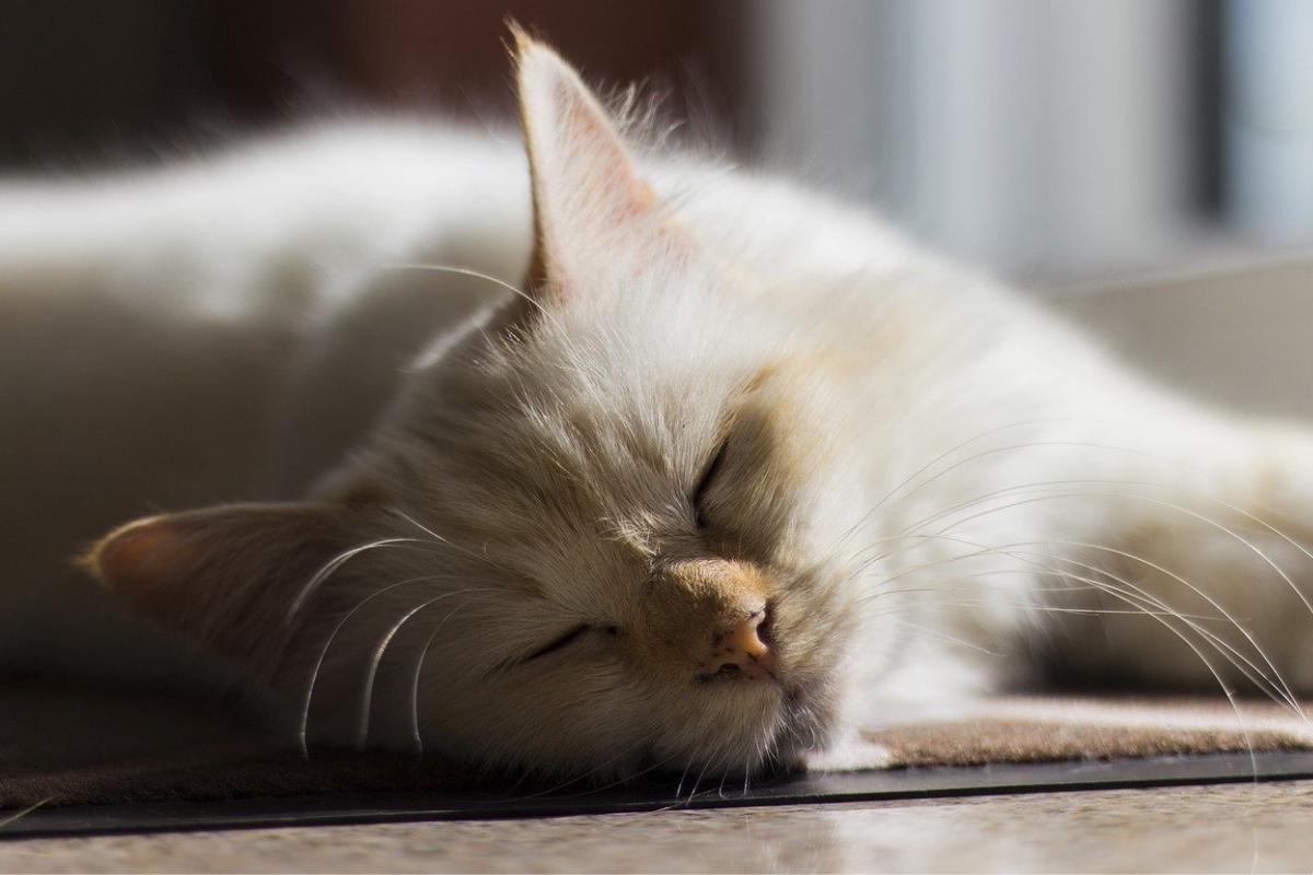 Come sapere se il gatto ha caldo