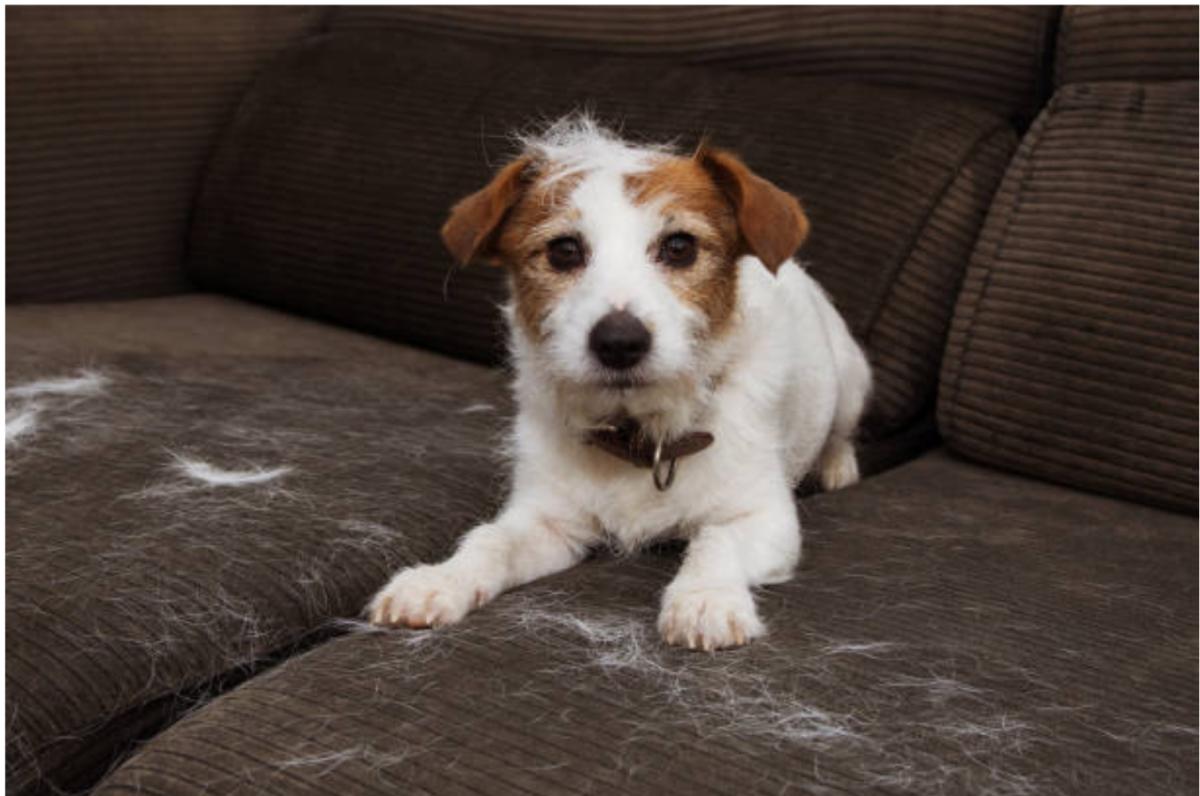 Perdita di pelo nel cane per leishmaniosi: sintomi e cure