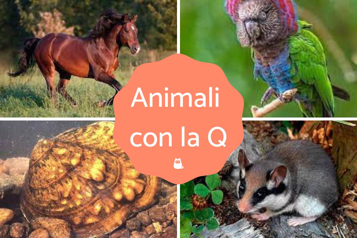 Animali con la Q