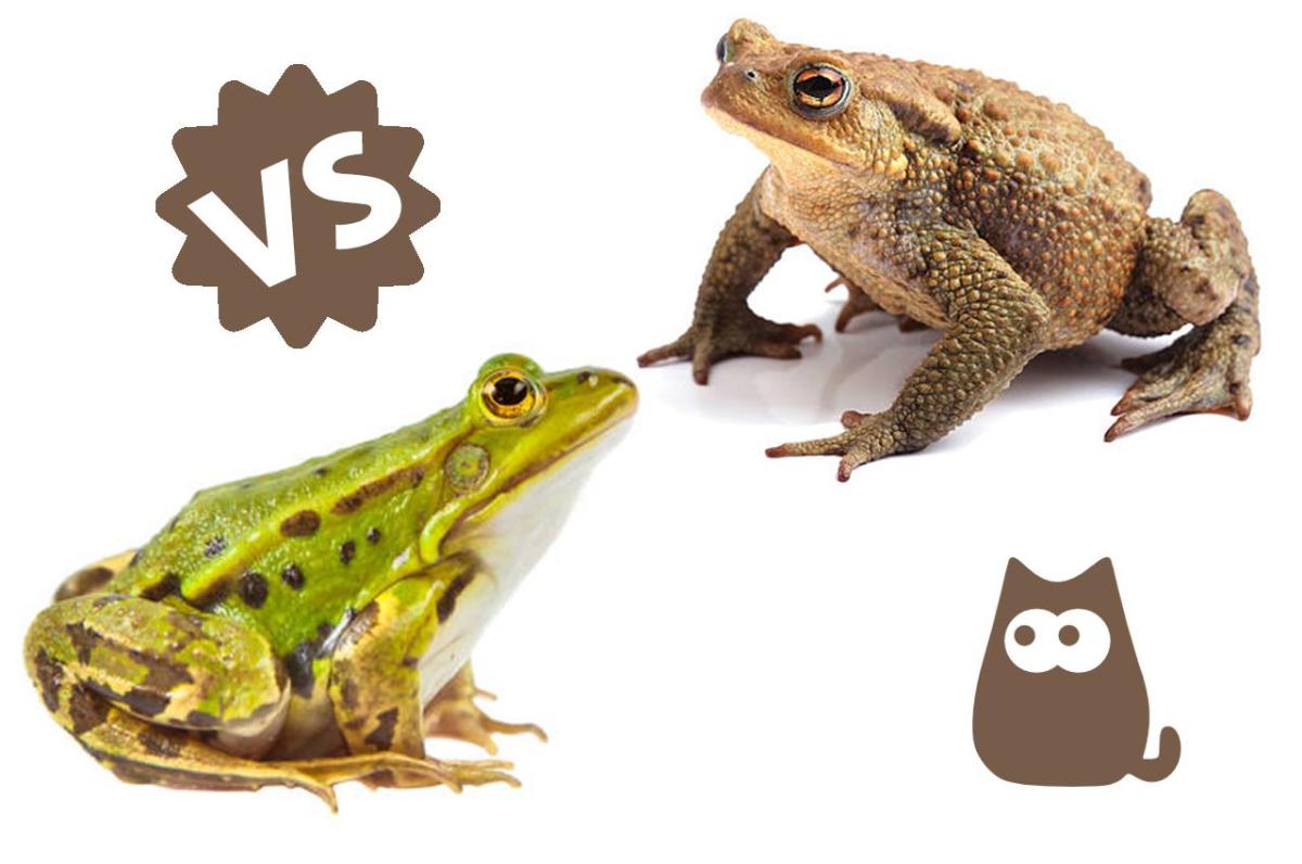 Differenza tra rana e rospo