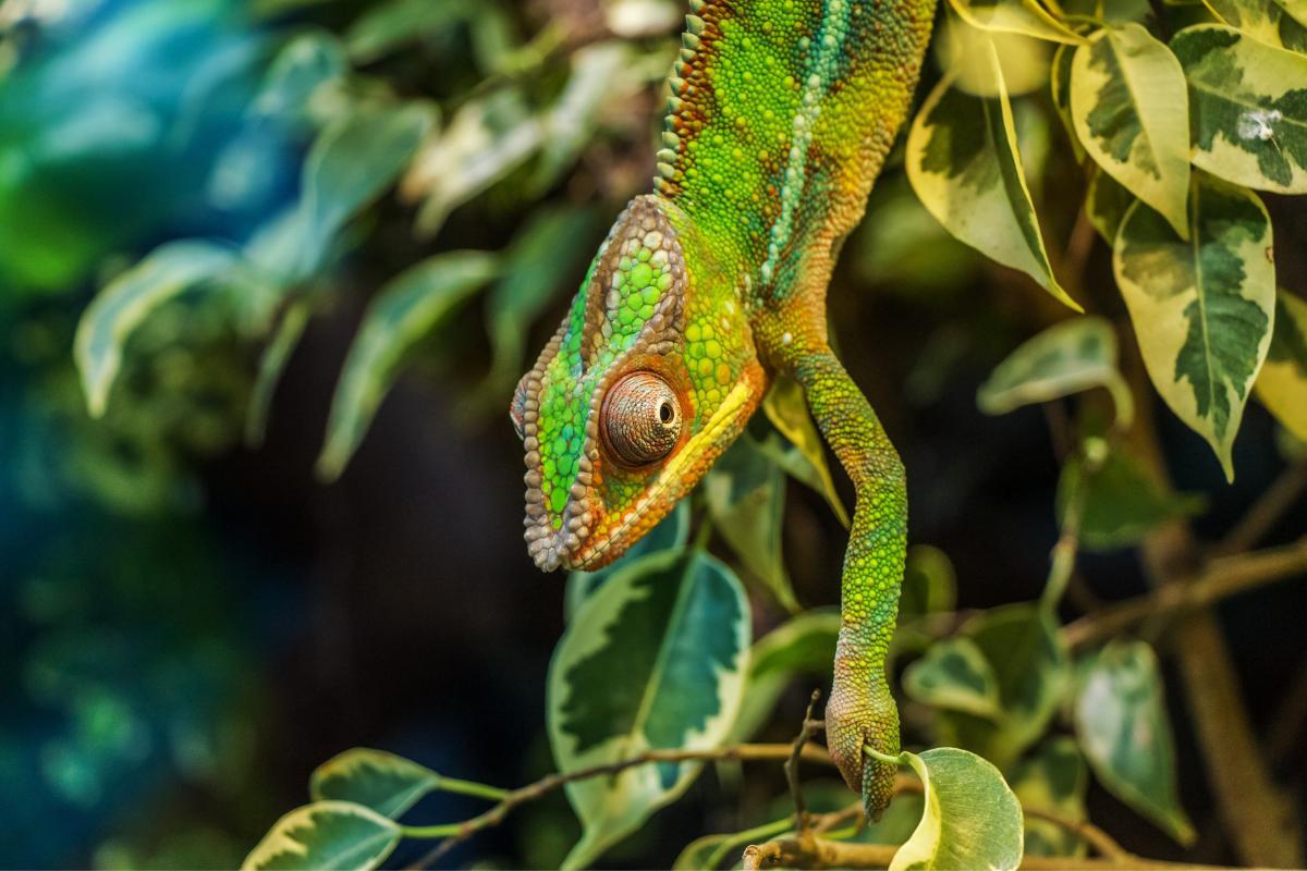 Quanto vive un camaleonte?