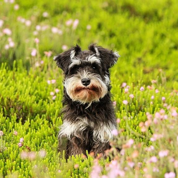 Tagli di pelo per uno Schnauzer medio