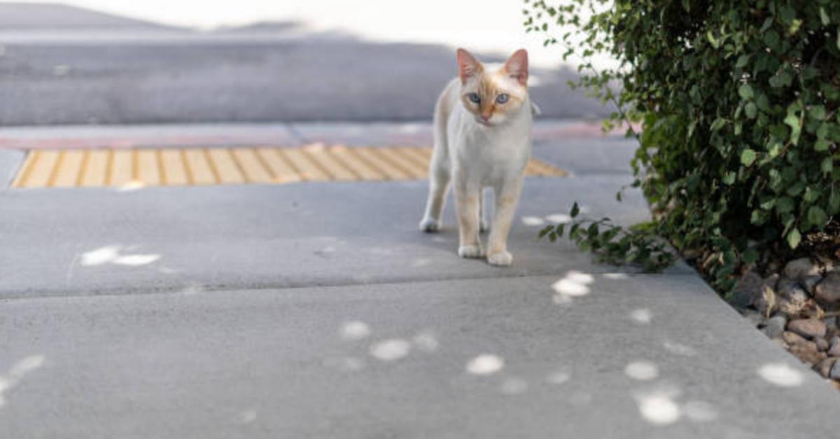 Gatto sterilizzato non torna a casa: perché e cosa fare