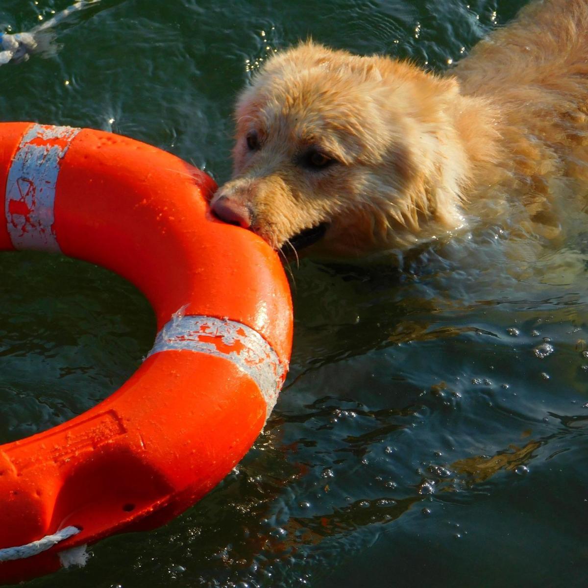 Cani da salvataggio in mare