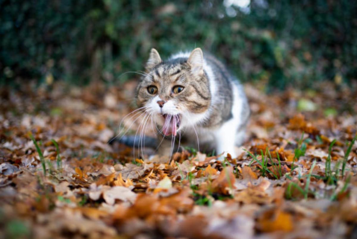 il mio gatto non mangia e vomita liquido giallo SCIENZE: I MATERIALI (SOLIDI, LIQUIDI, GAS E POLVERI) - CLASSE PRIMA E/O  SECONDA main image 0