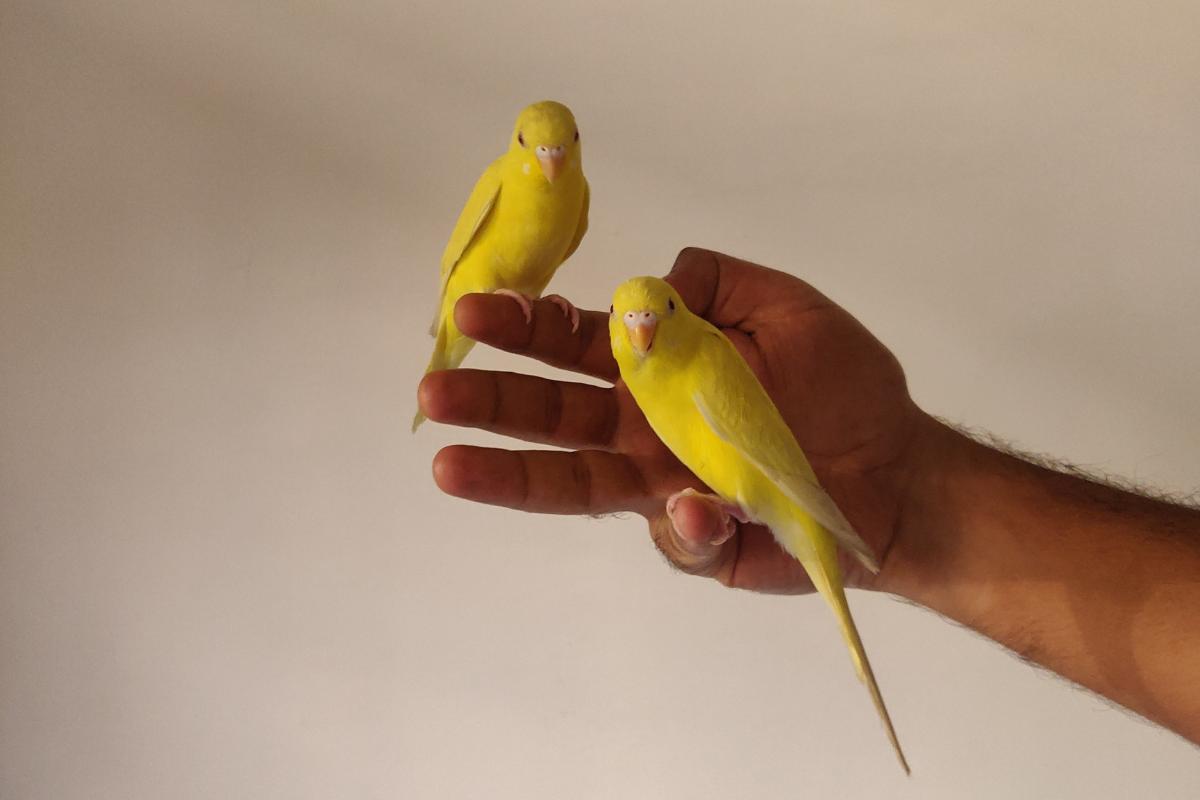I canarini riconoscono il loro padrone?