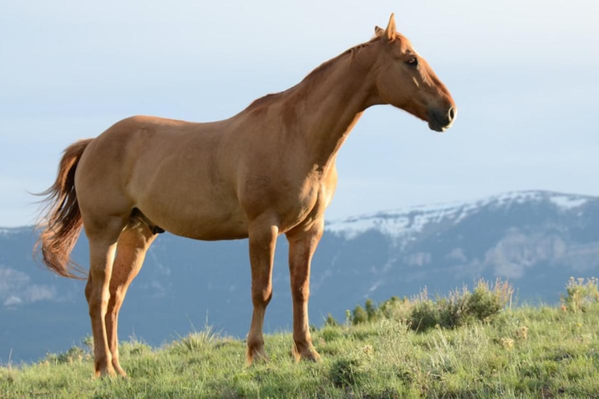 quanto vive in media un cavallo