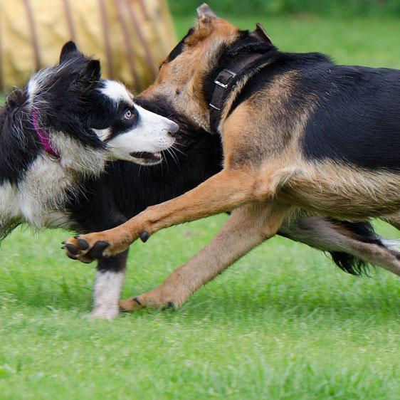 Cosa fare se due cani non vanno d'accordo