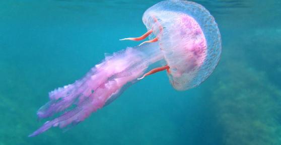 Curiosità sulle meduse