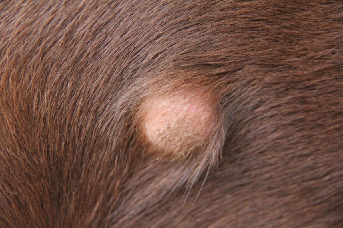 Gonfiore sottocutaneo nel cane: cause e cura