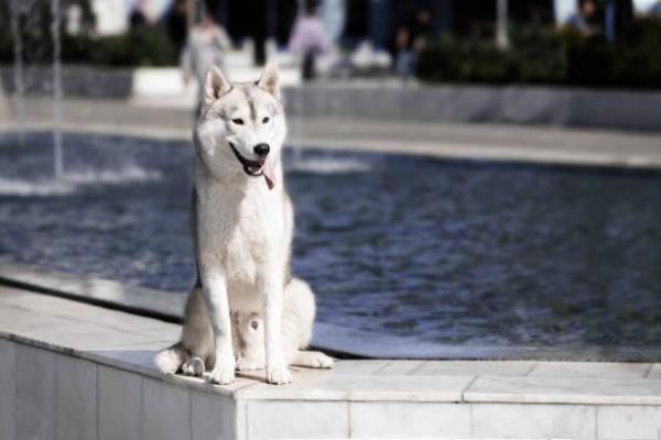 Il pisellino del mio cane non rientra: perché e cosa fare