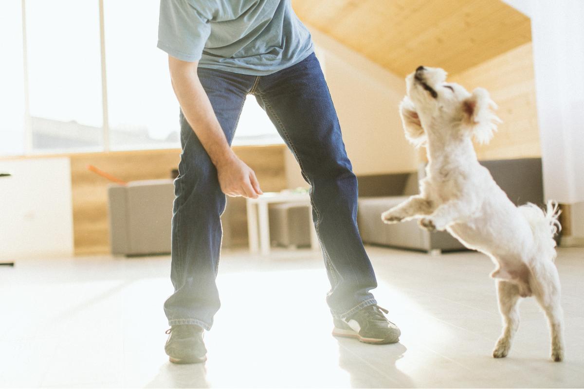 Il cane mi salta addosso e mordicchia: cause e cosa fare