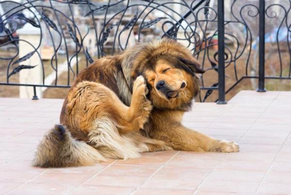 Tenia nel cane: sintomi, trasmissione e trattamento - Ciclo di vita della tenia
