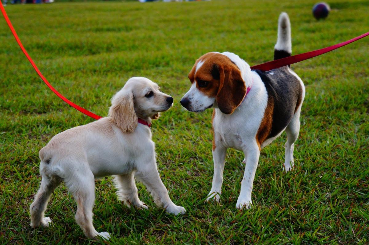 Come insegnare al cane ad ignorare altri cani