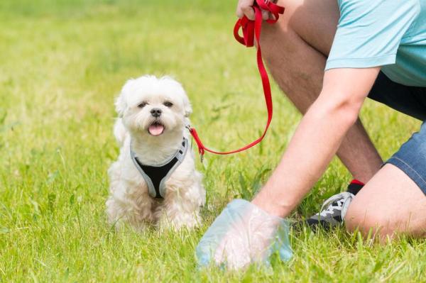 Tenia nel cane: sintomi, trasmissione e trattamento - Sintomi della tenia nel cane