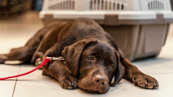 Tenia nel cane: sintomi, trasmissione e trattamento