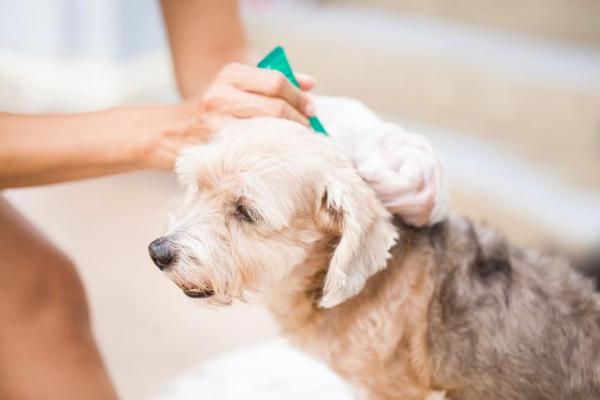 Tenia nel cane: sintomi, trasmissione e trattamento - Trattamento della tenia nel cane