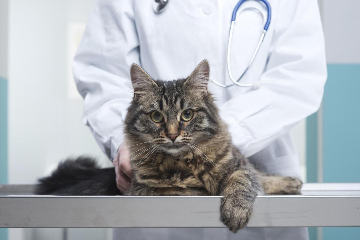 Ascite nel gatto: Cause e cure