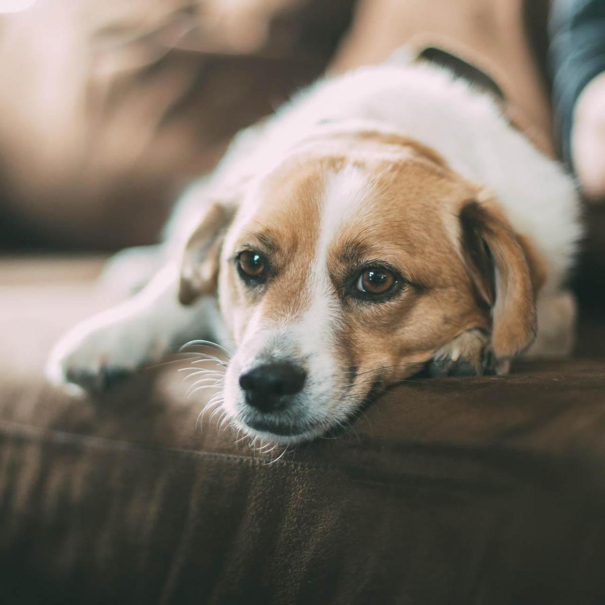 Come lasciare il cane da solo a casa