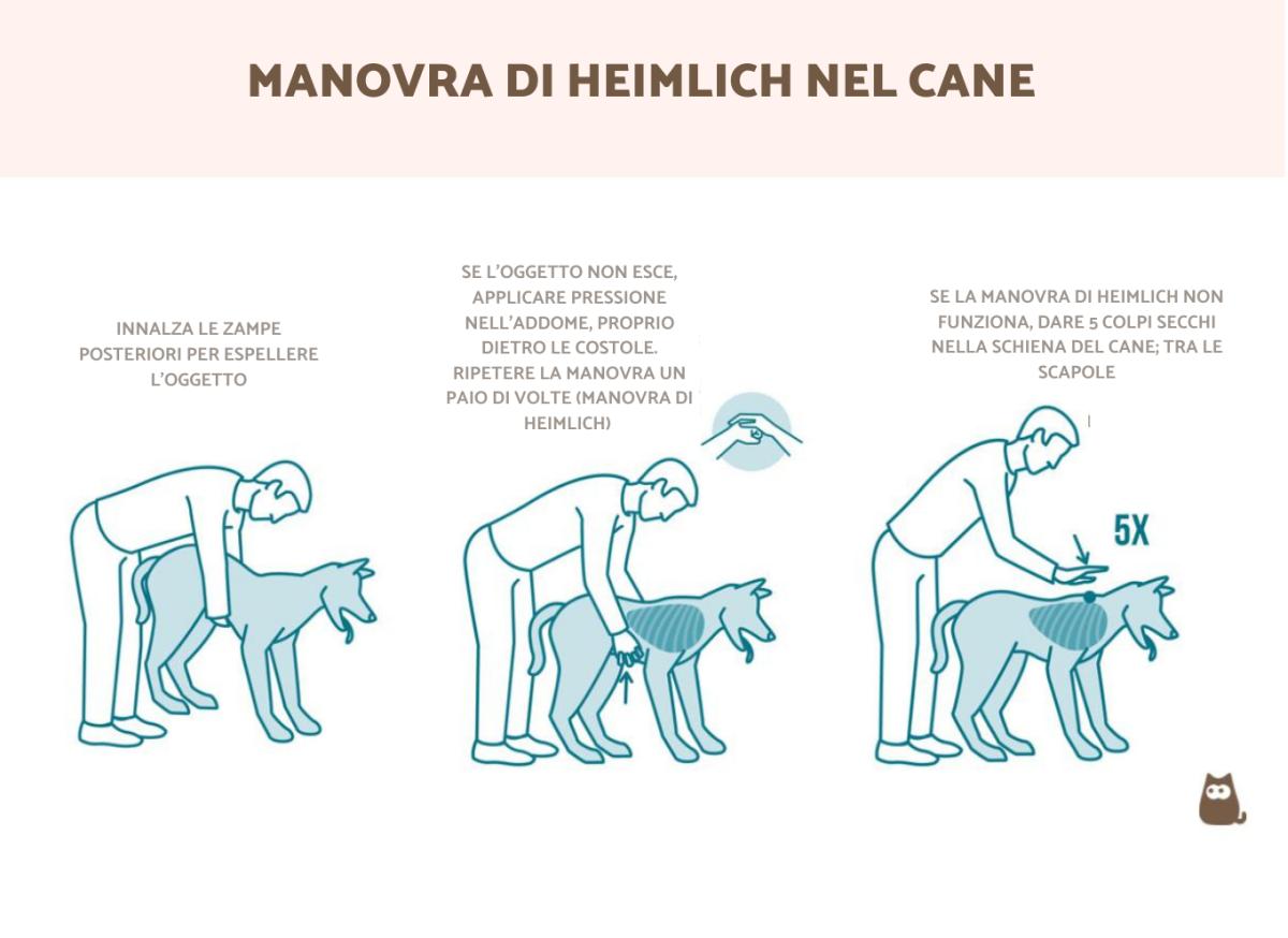 Manovra di Heimlich nel cane - come eseguirla