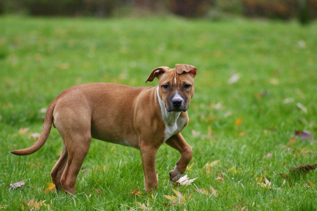 Artiglio del diavolo per cane: proprietà, dosaggio ed controindicazioni