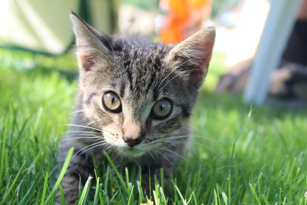 Come calcolare l'età umana dei gatti