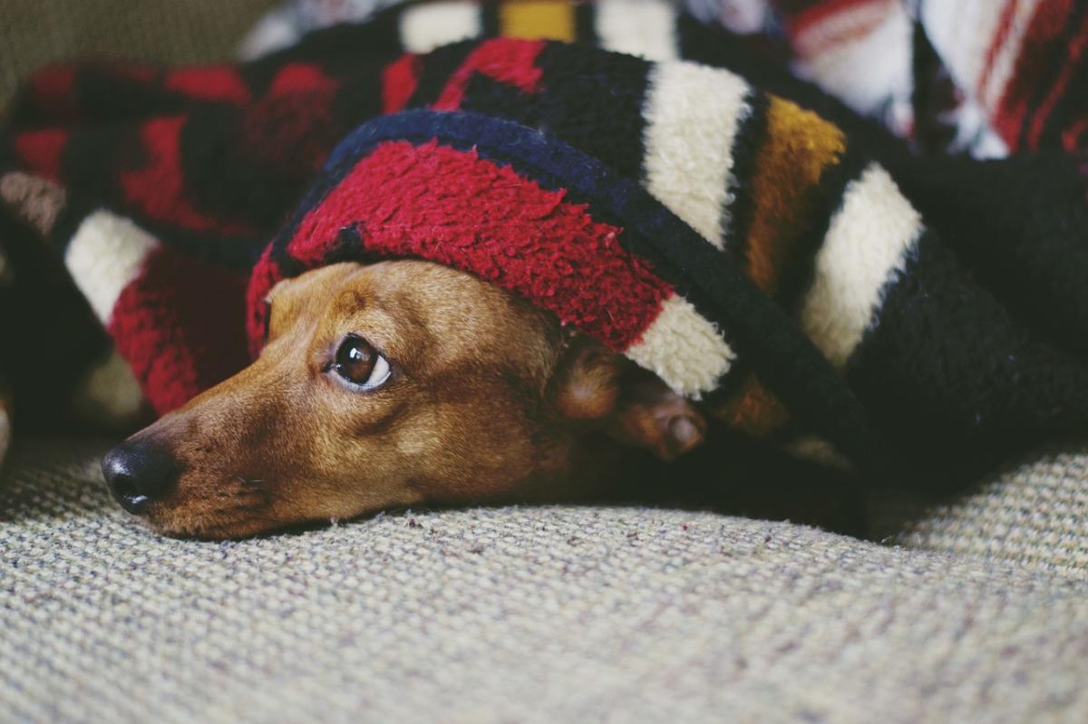 Il mio cane non dorme di notte - Perché e cosa fare