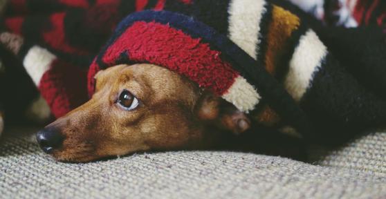 Il mio cane non dorme di notte - Perché e cosa fare