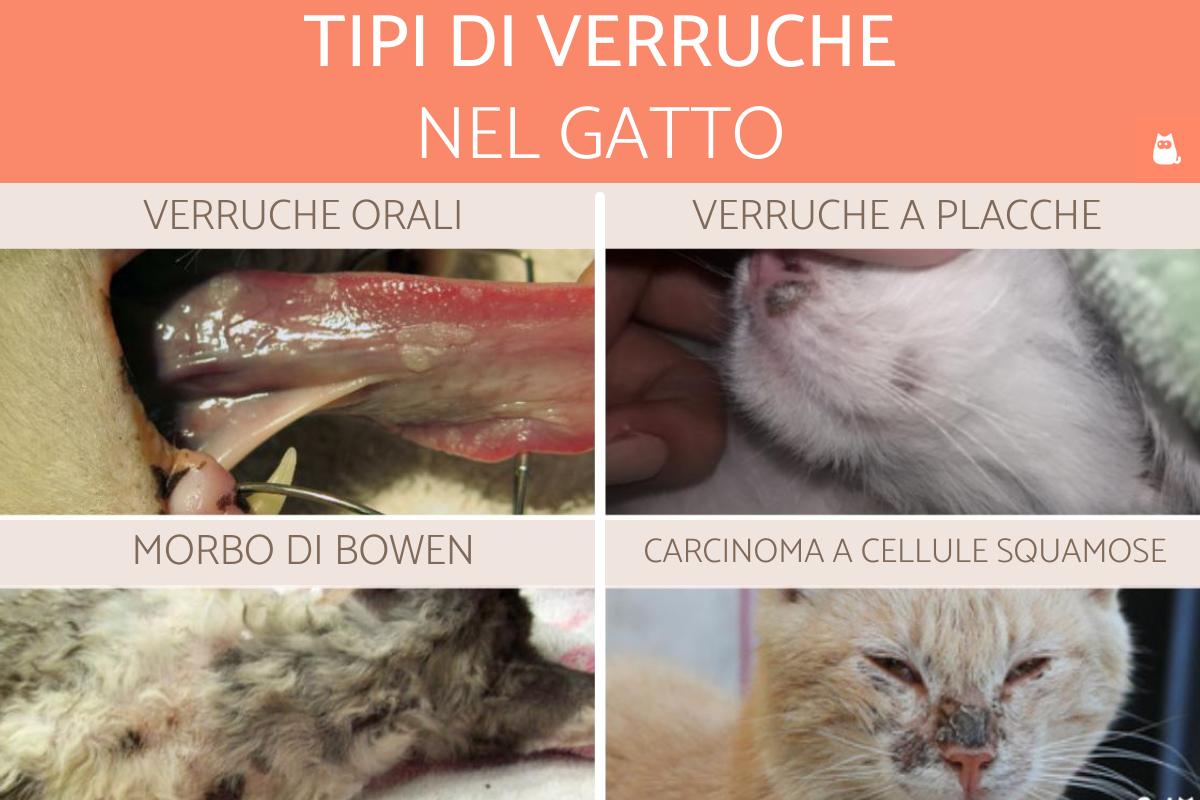 Verruca nel gatto: Tipi, cause e trattamento