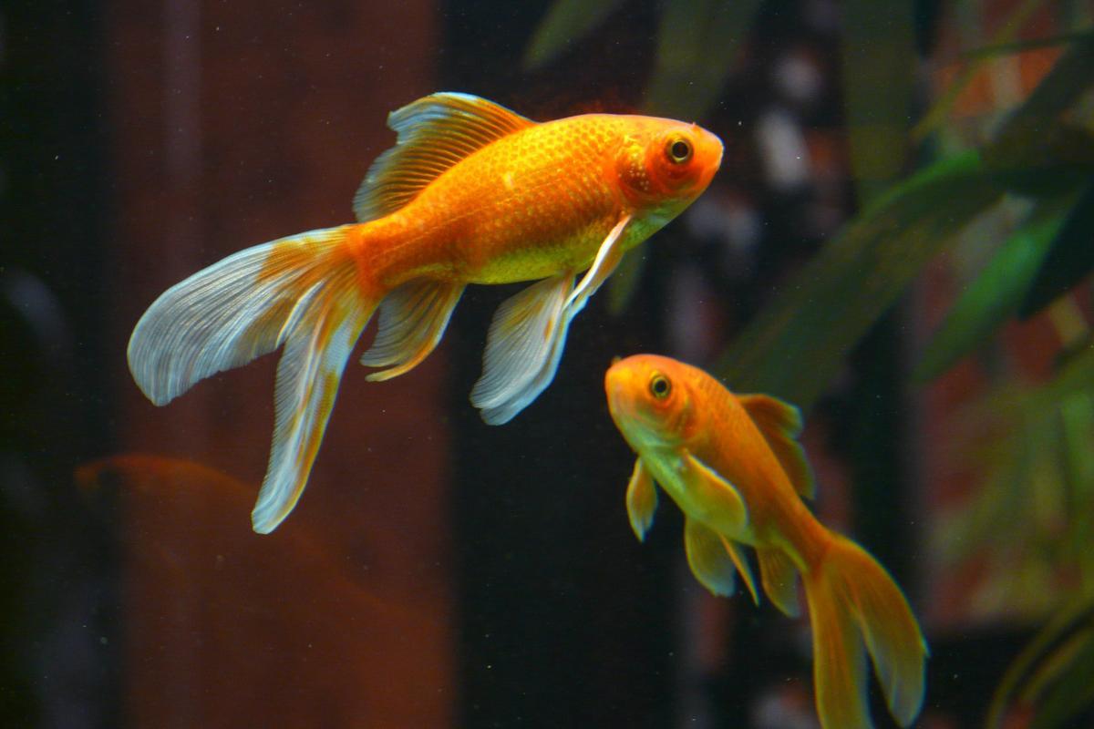 Quanto vive un pesce rosso?