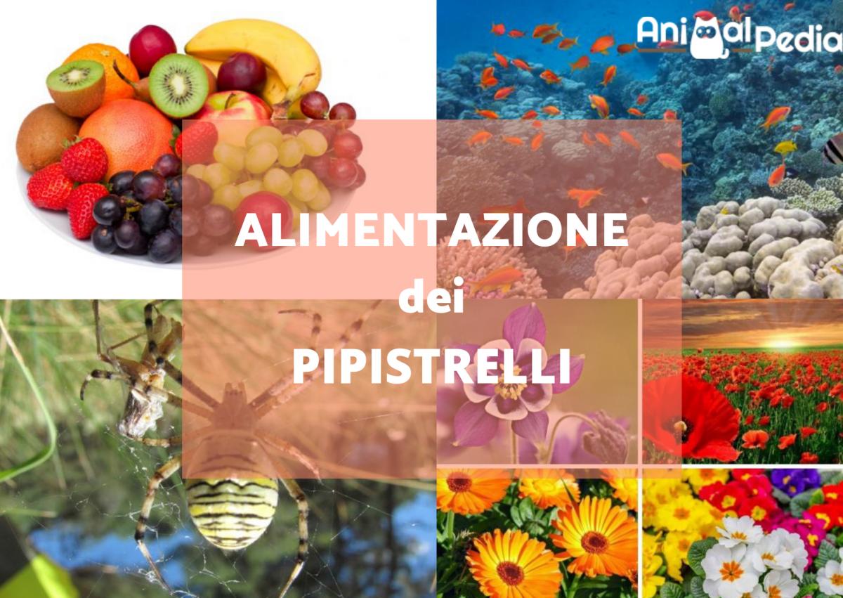 Cosa mangiano i pipistrelli?