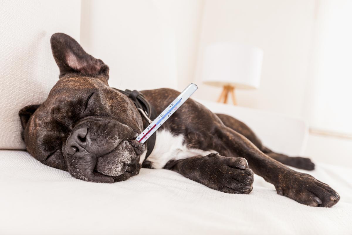 Leucopenia nei cani: cause, sintomi e trattamento