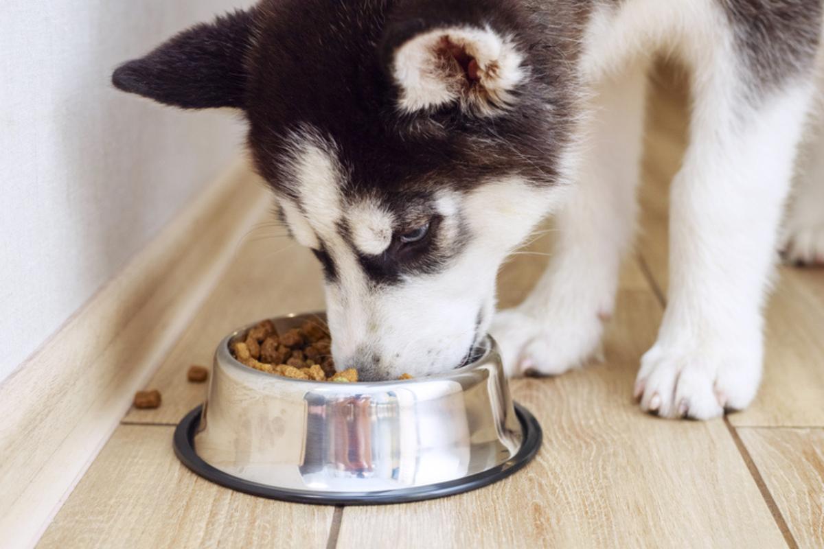 Qual è il miglior cibo per cani cuccioli?